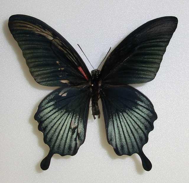 Papilo lowii Gynandromorph  Palawan Is. Philippines (Internet Image property of respective owner, non-commercial use only)